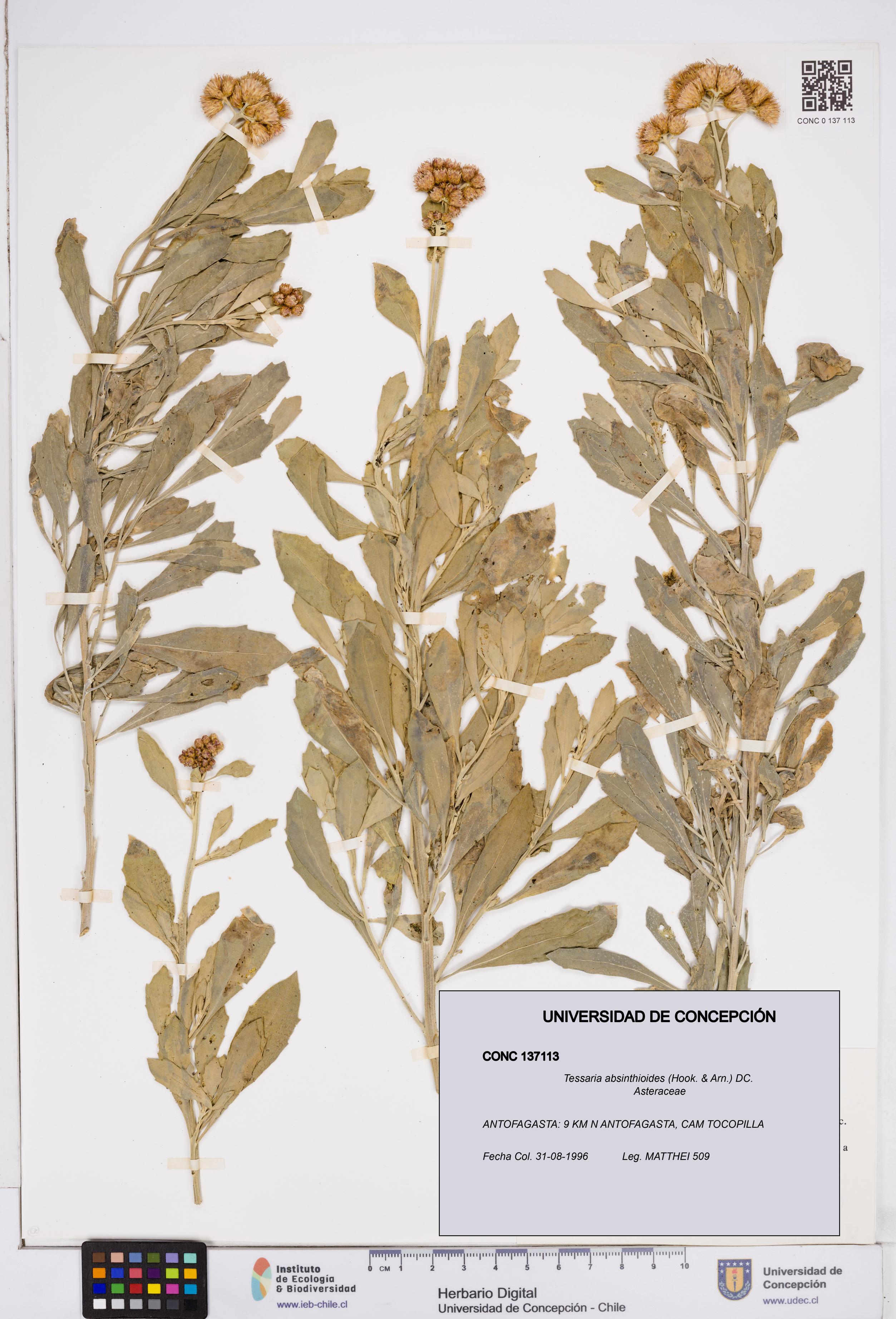 Tessaria absinthioides [Espécimen: ]