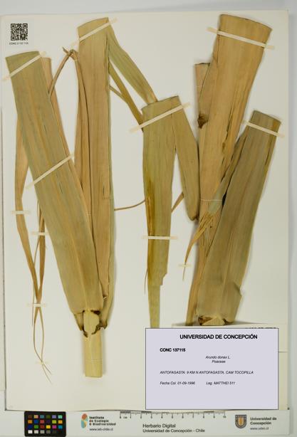 Arundo donax [Espécimen: UDEC:CONC:0137115]
