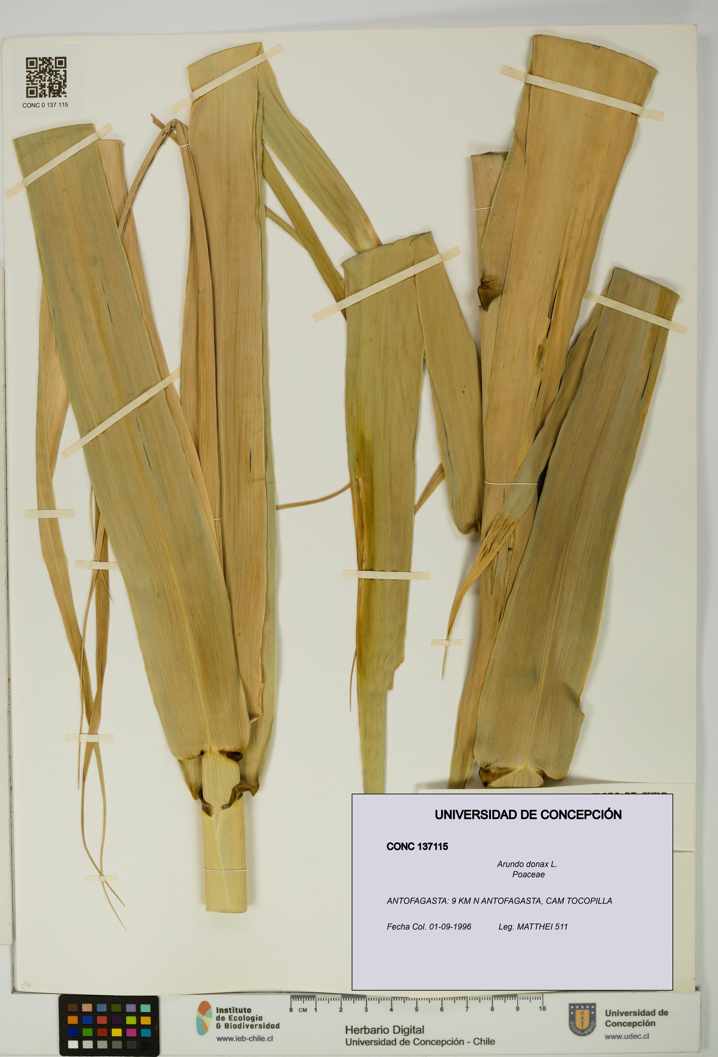 Arundo donax [Espécimen: UDEC:CONC:0137115]