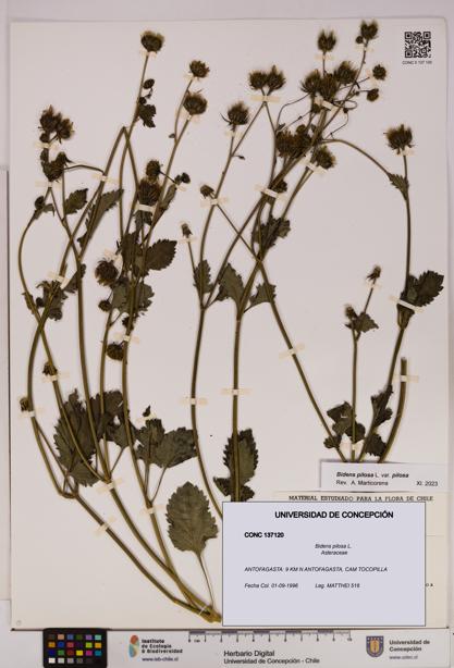 Bidens pilosa [Espécimen: UDEC:CONC:0137120]