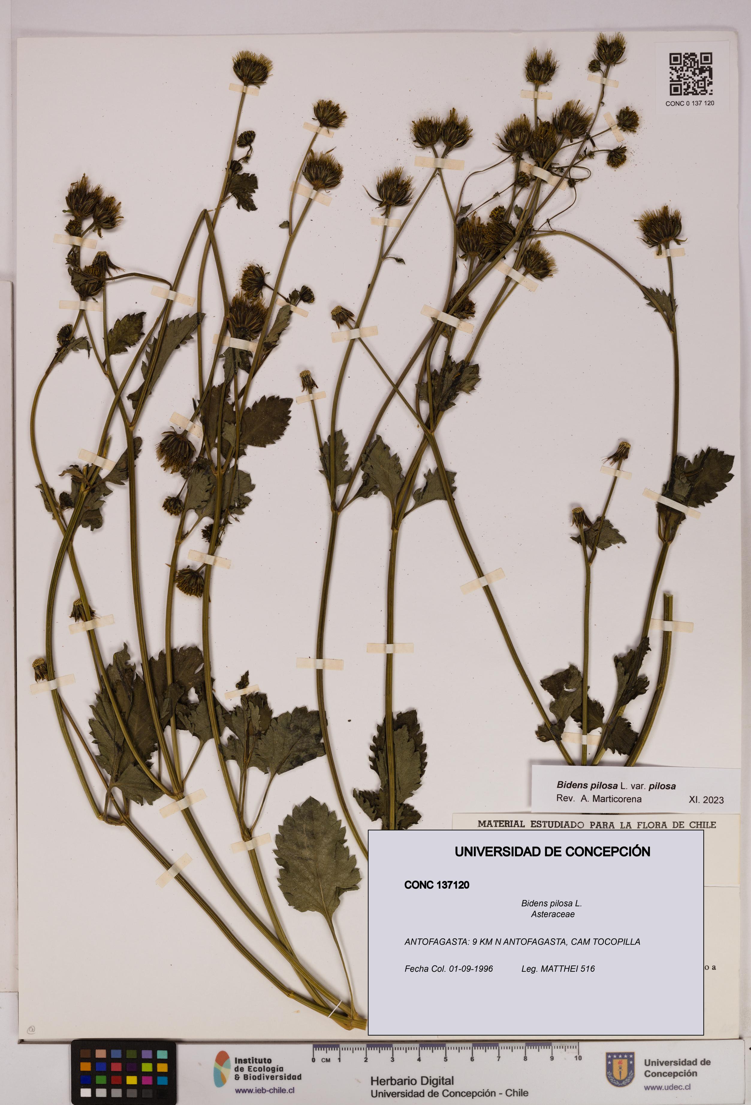 Bidens pilosa [Espécimen: UDEC:CONC:0137120]