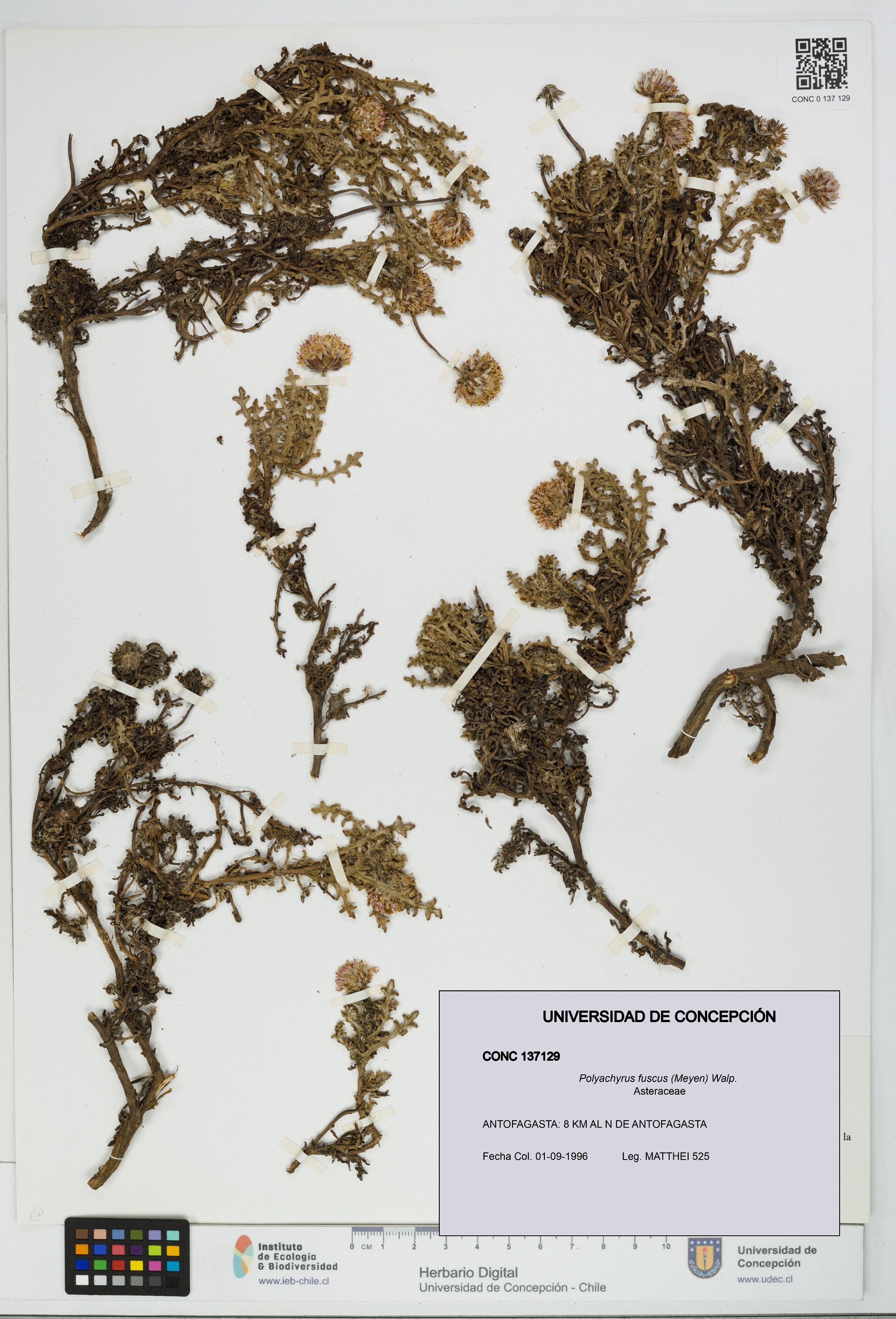 Polyachyrus fuscus [Espécimen: UDEC:CONC:0137129]