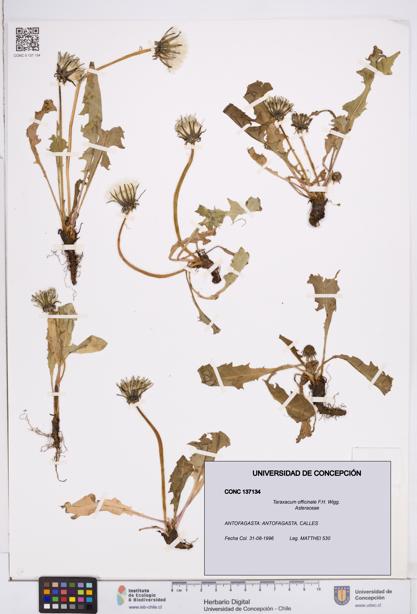 Taraxacum officinale [Espécimen: ]