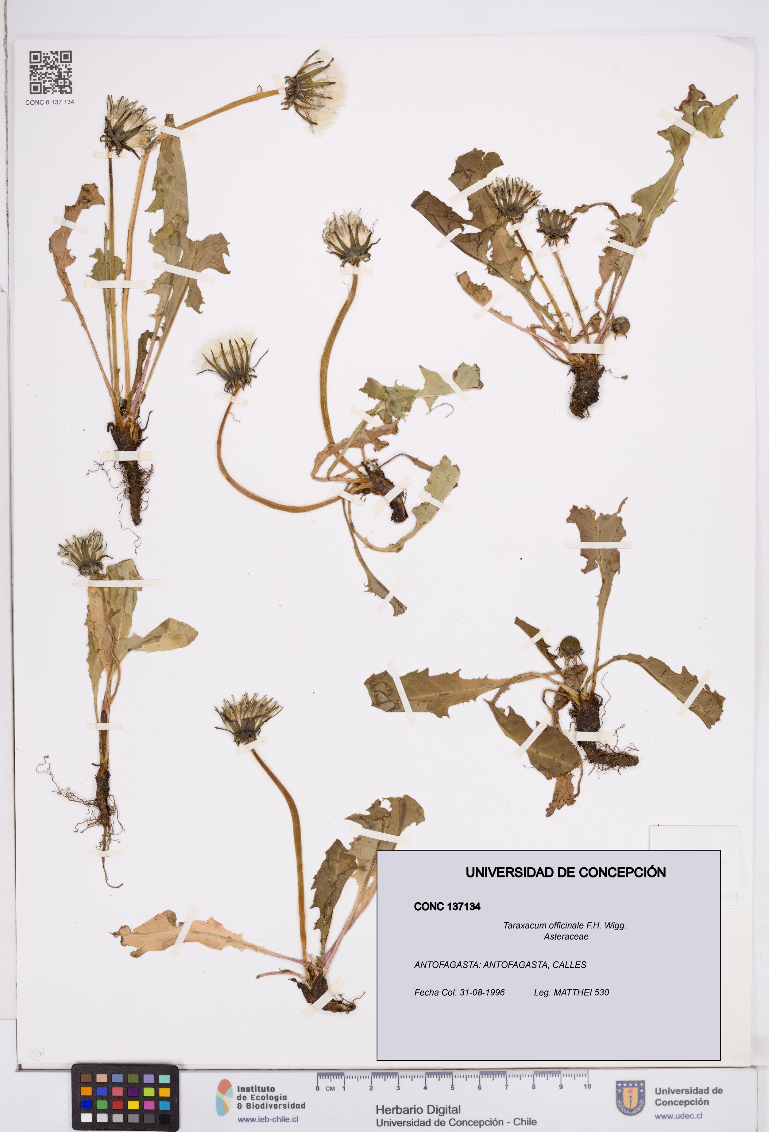 Taraxacum officinale [Espécimen: ]