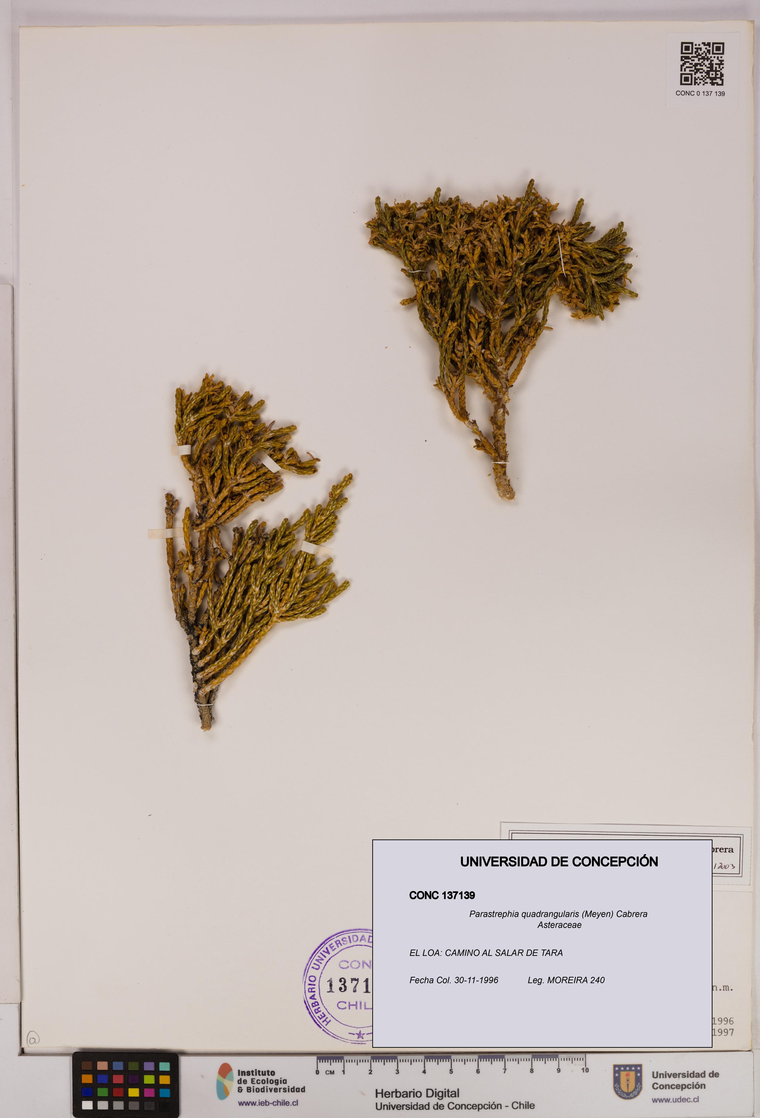 Parastrephia quadrangularis [Espécimen: UDEC:CONC:0137139]