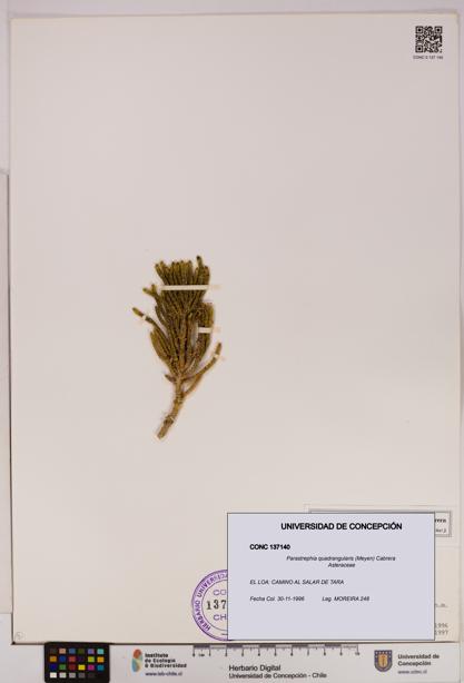 Parastrephia quadrangularis [Espécimen: UDEC:CONC:0137140]