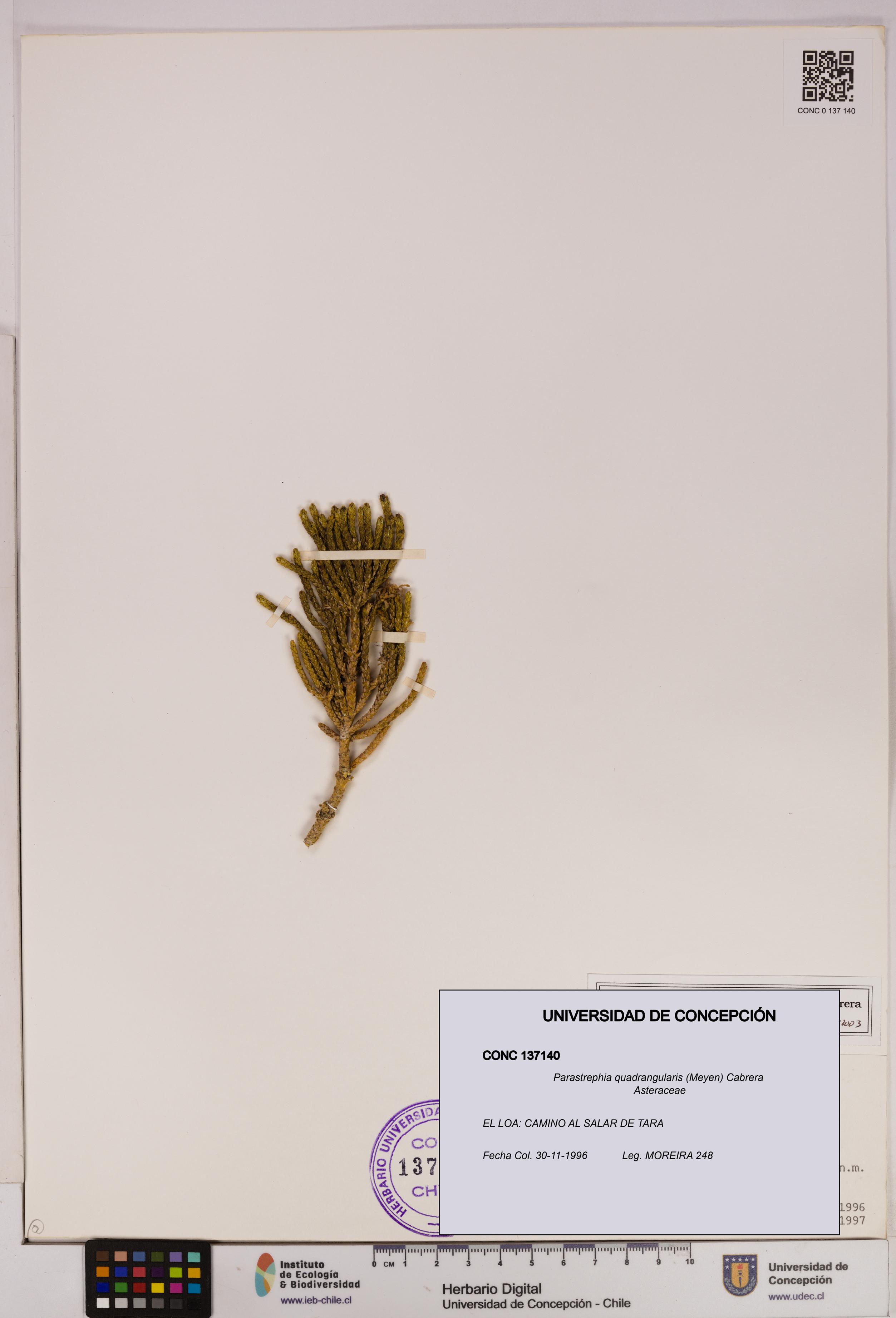 Parastrephia quadrangularis [Espécimen: UDEC:CONC:0137140]