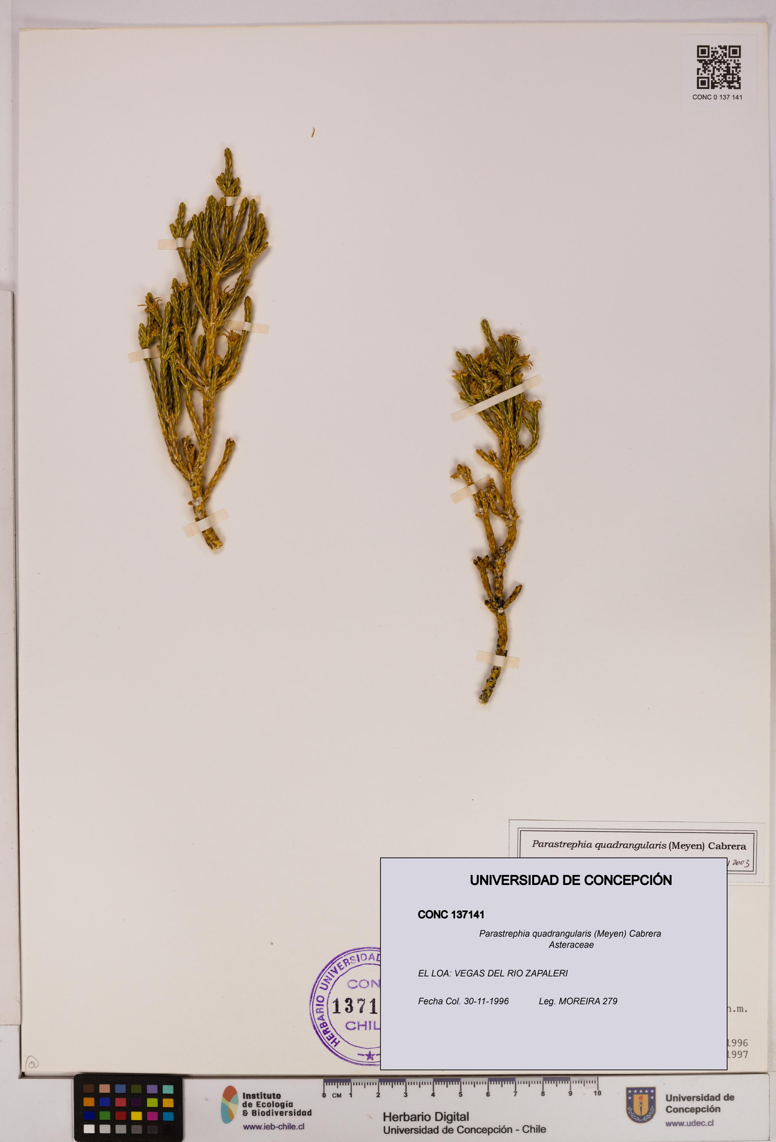 Parastrephia quadrangularis [Espécimen: UDEC:CONC:0137141]