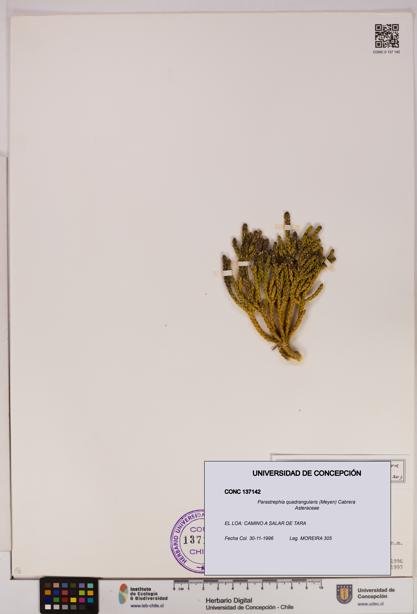 Parastrephia quadrangularis [Espécimen: UDEC:CONC:0137142]