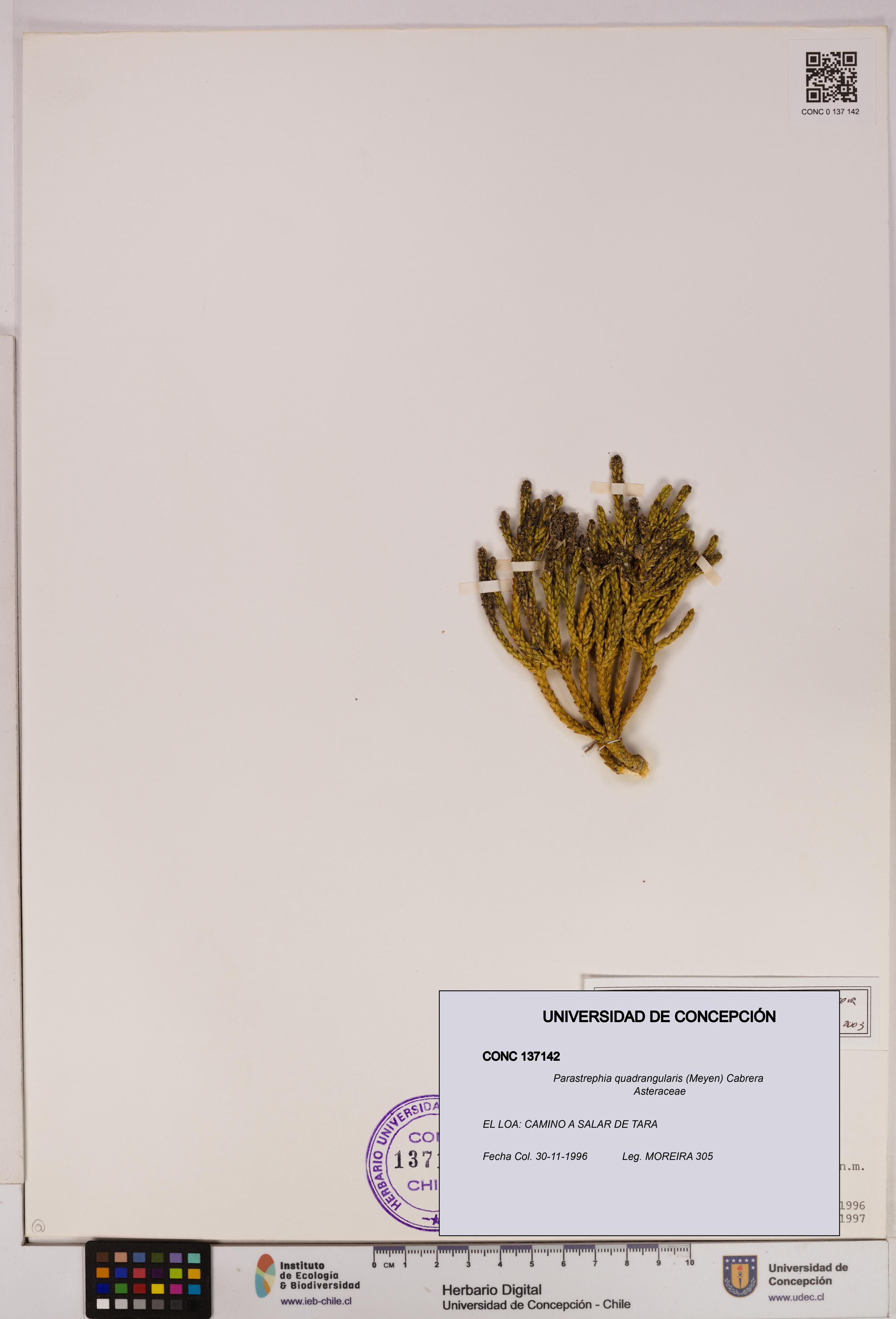 Parastrephia quadrangularis [Espécimen: UDEC:CONC:0137142]