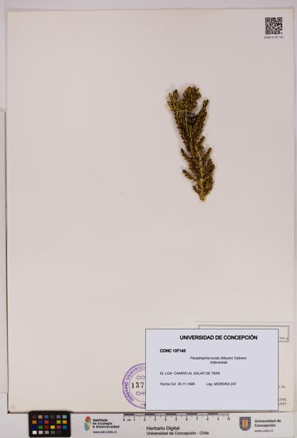 Parastrephia lucida [Espécimen: UDEC:CONC:0137143]