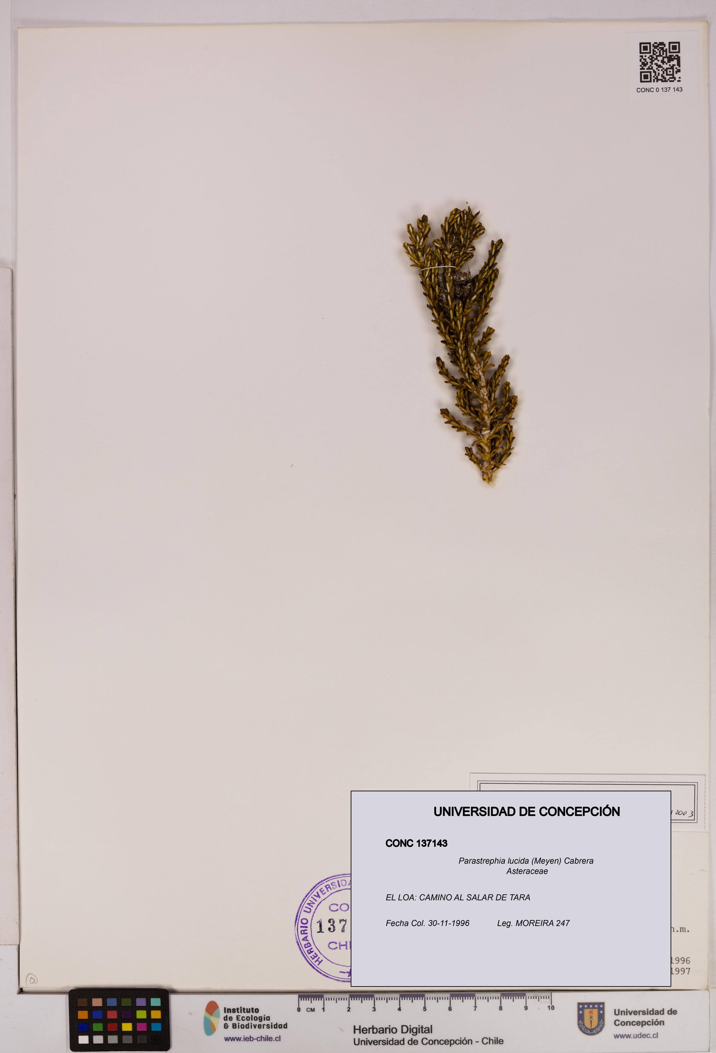 Parastrephia lucida [Espécimen: UDEC:CONC:0137143]
