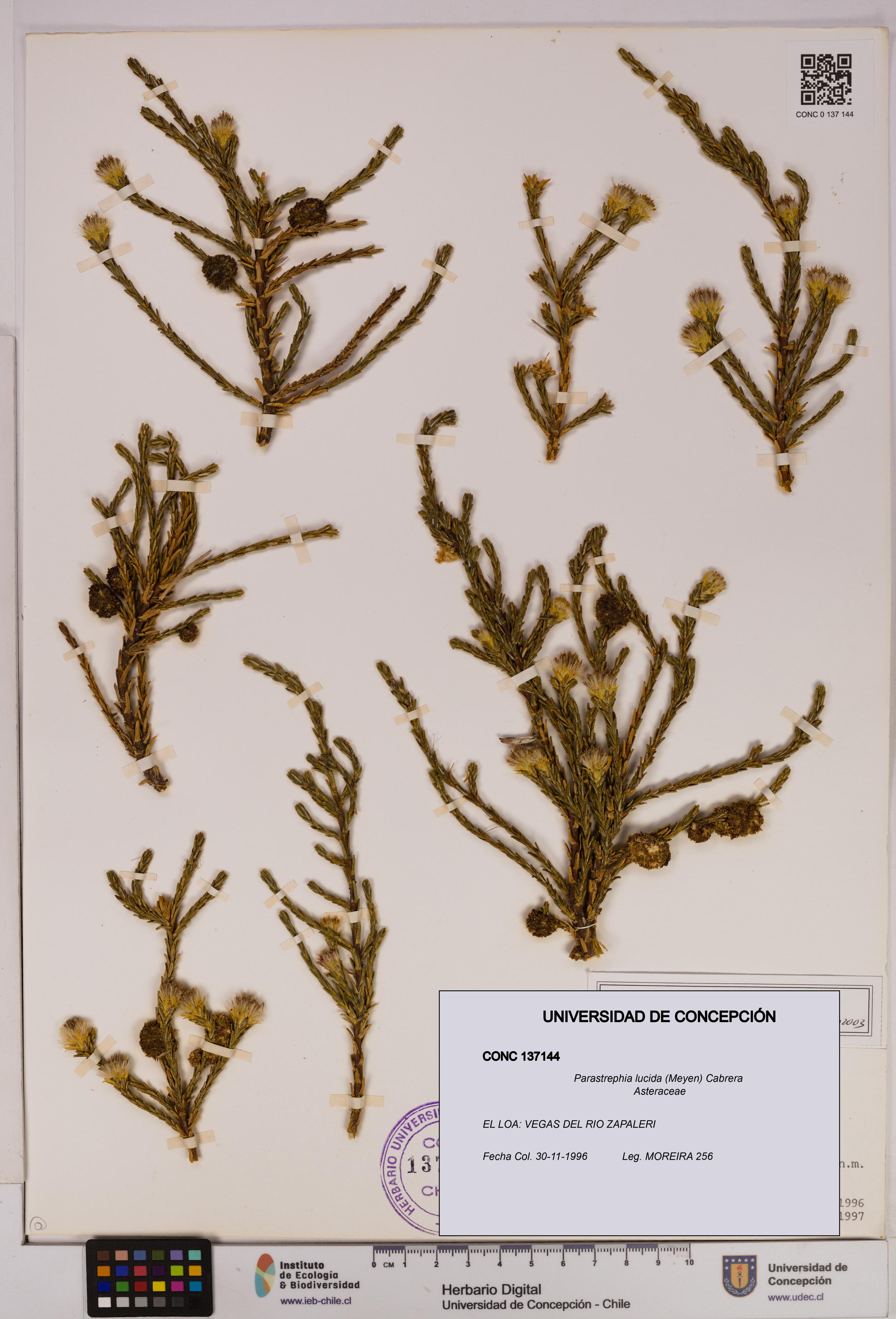 Parastrephia lucida [Espécimen: UDEC:CONC:0137144]