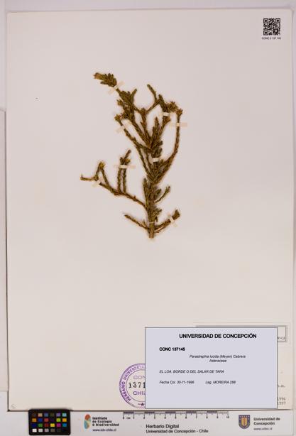 Parastrephia lucida [Espécimen: UDEC:CONC:0137145]