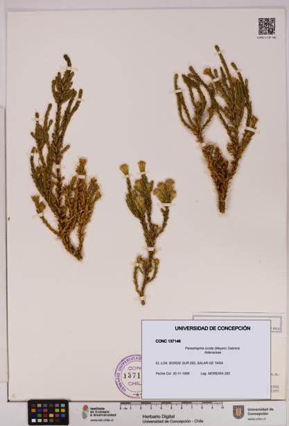 Parastrephia lucida [Espécimen: UDEC:CONC:0137146]