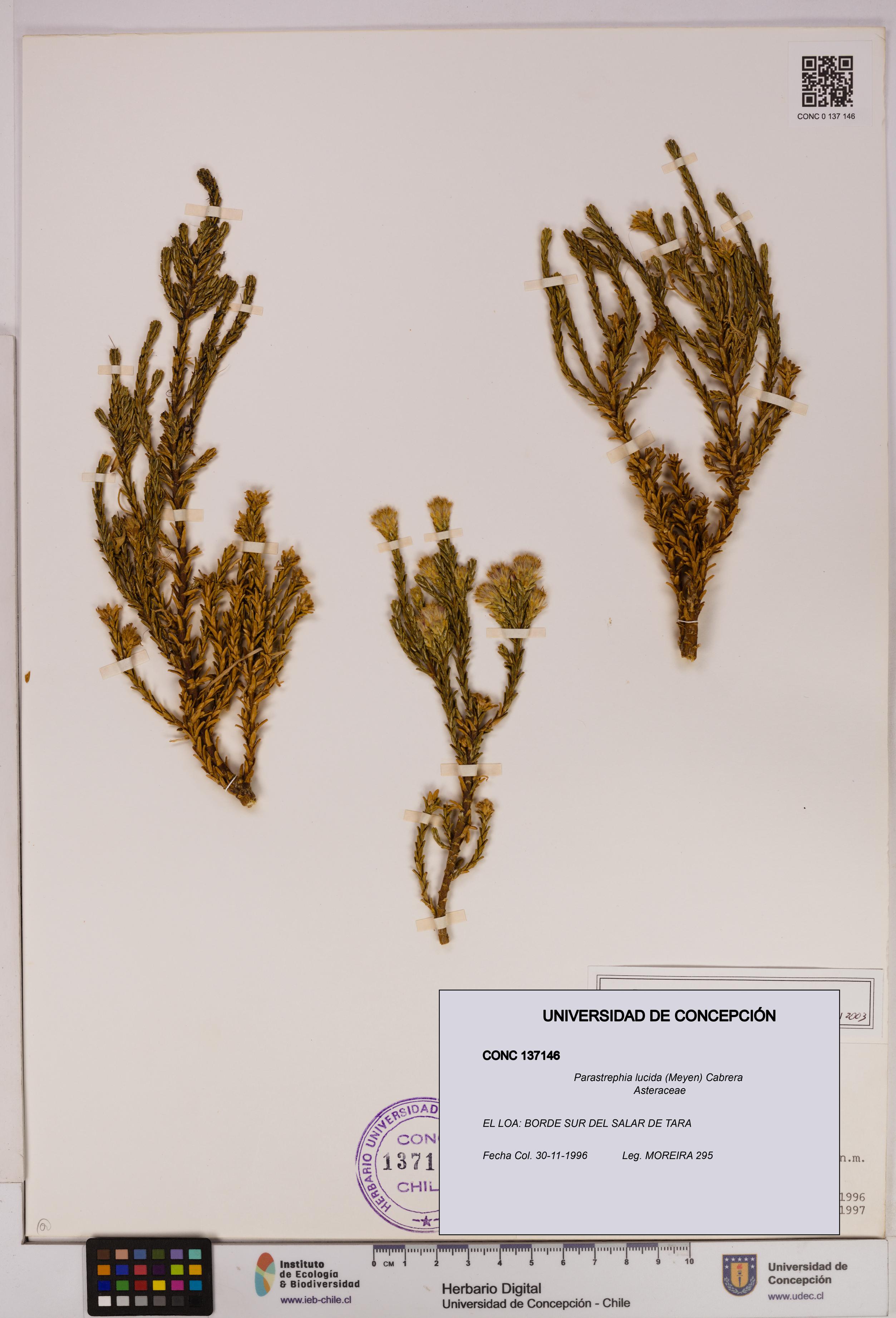 Parastrephia lucida [Espécimen: UDEC:CONC:0137146]