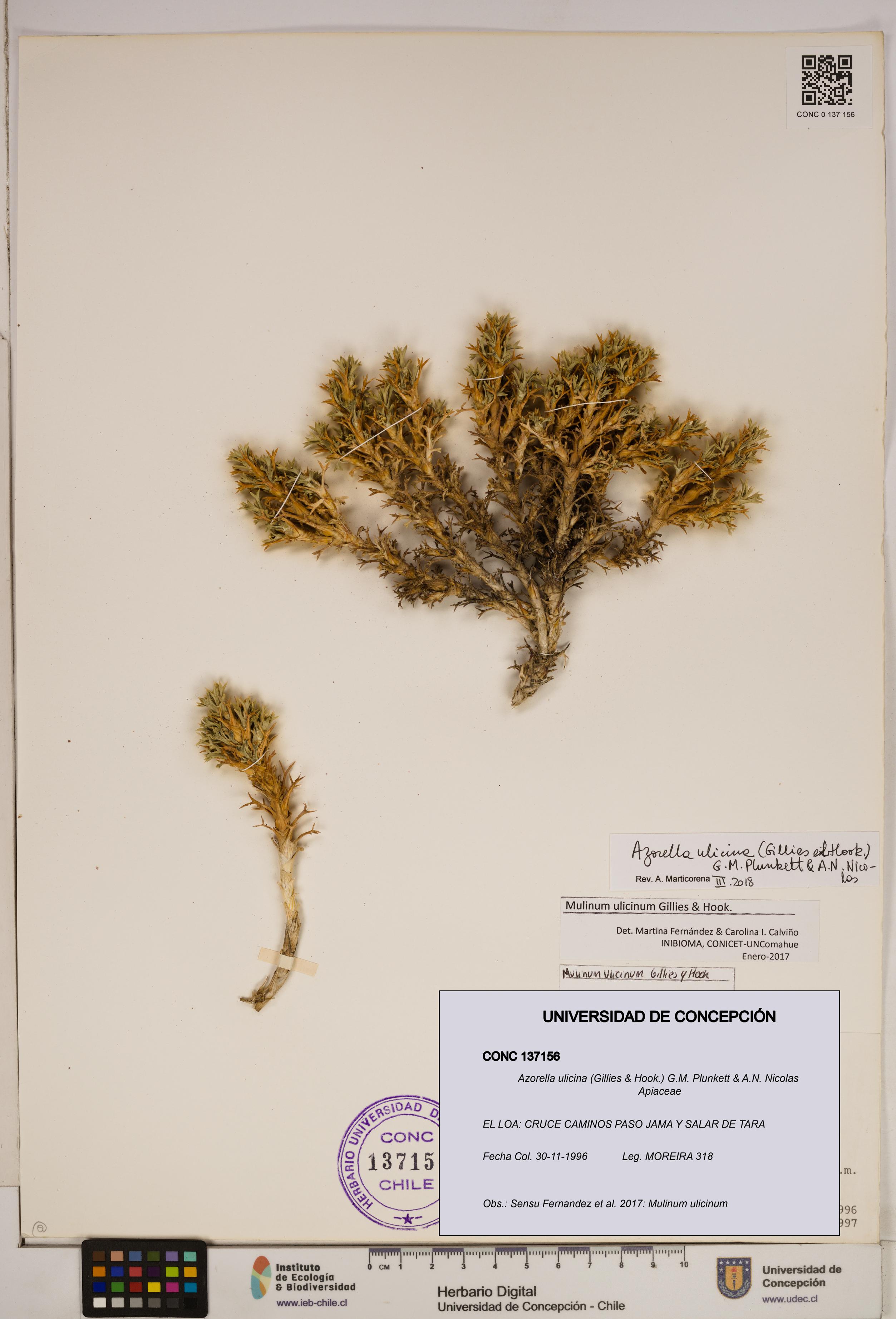 Azorella ulicina [Espécimen: ]