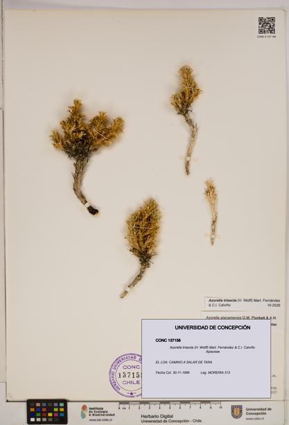 Azorella trisecta [Espécimen: ]