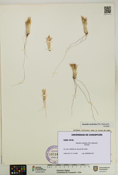 Nassella nardoides [Espécimen: UDEC:CONC:0137161]