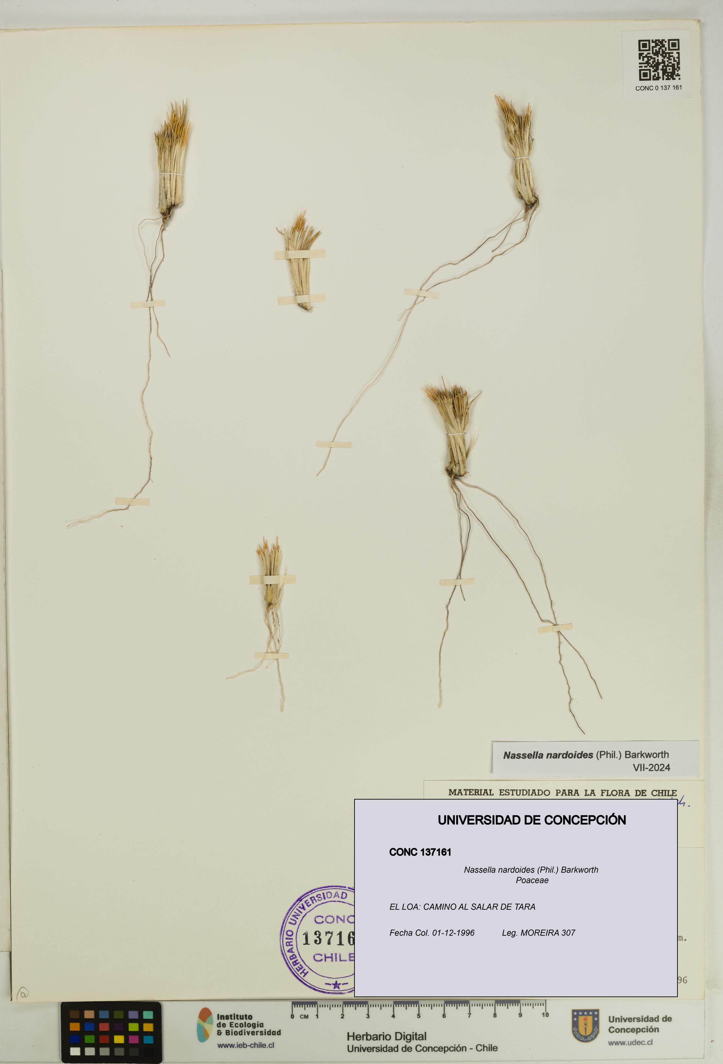 Nassella nardoides [Espécimen: UDEC:CONC:0137161]