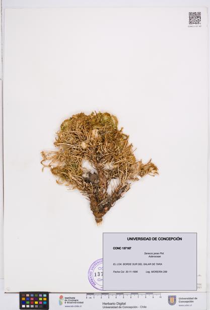 Senecio jarae [Espécimen: ]