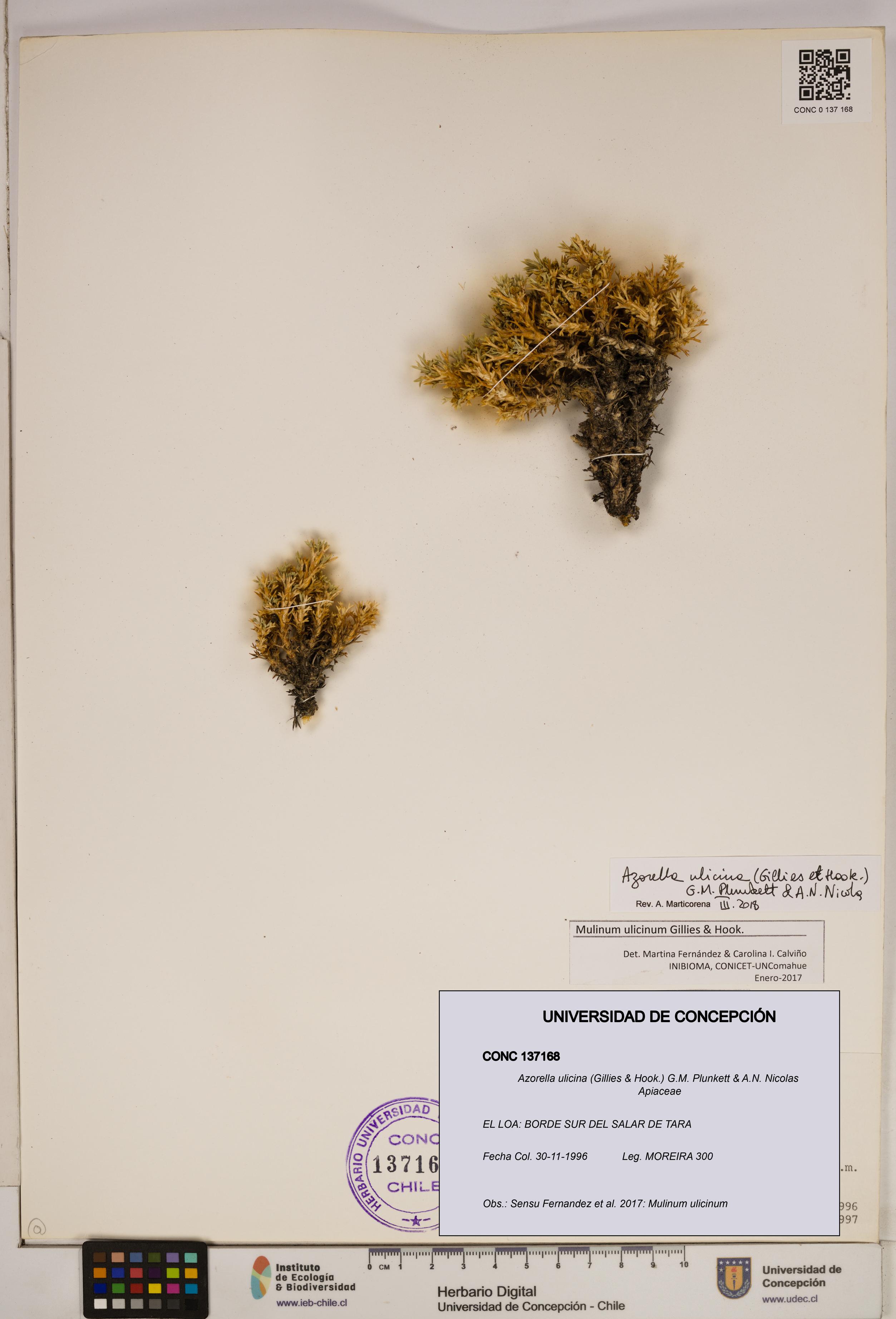 Azorella ulicina [Espécimen: ]