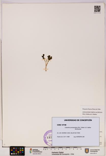 Cistanthe portulacifolia [Espécimen: UDEC:CONC:0137180]