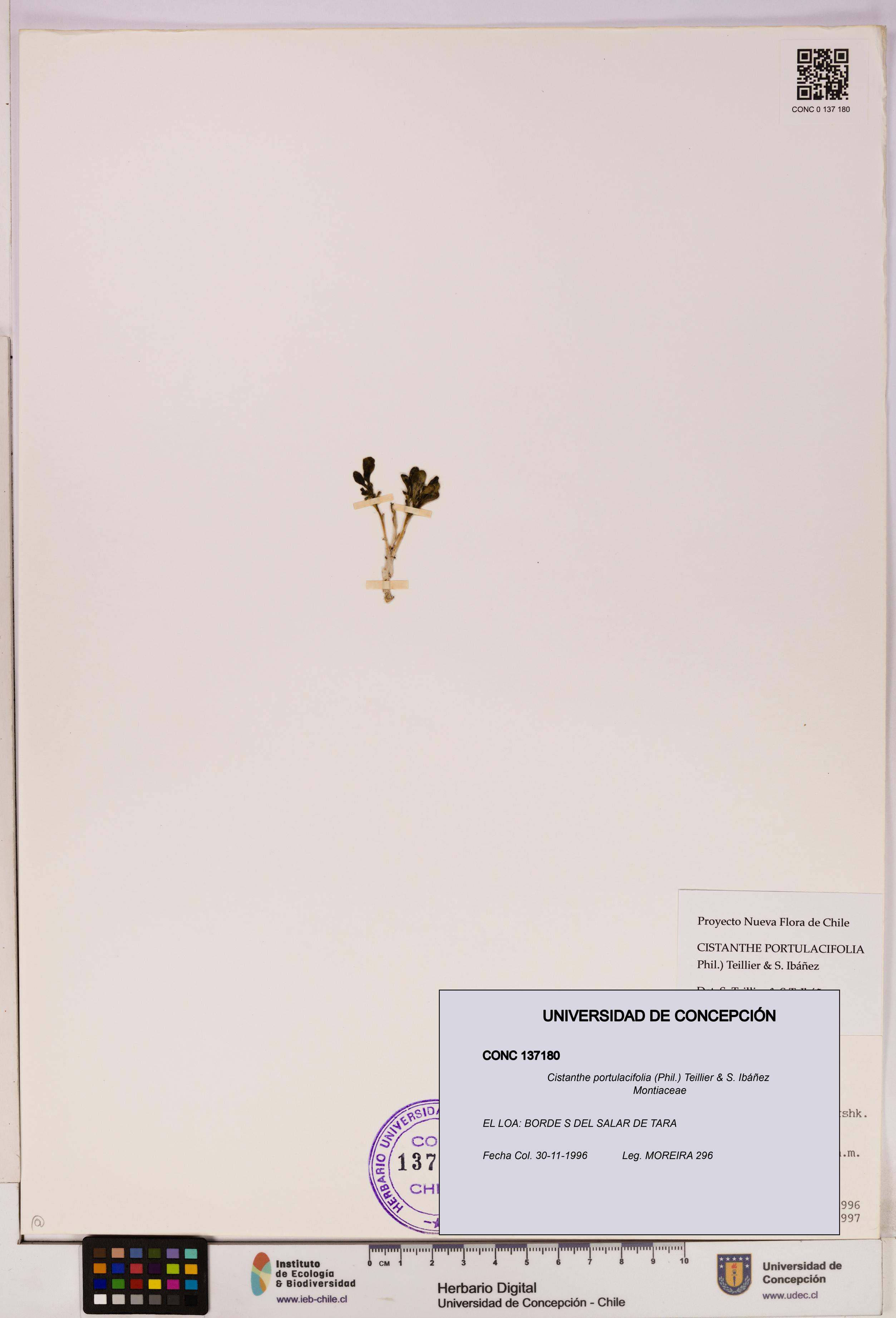 Cistanthe portulacifolia [Espécimen: UDEC:CONC:0137180]