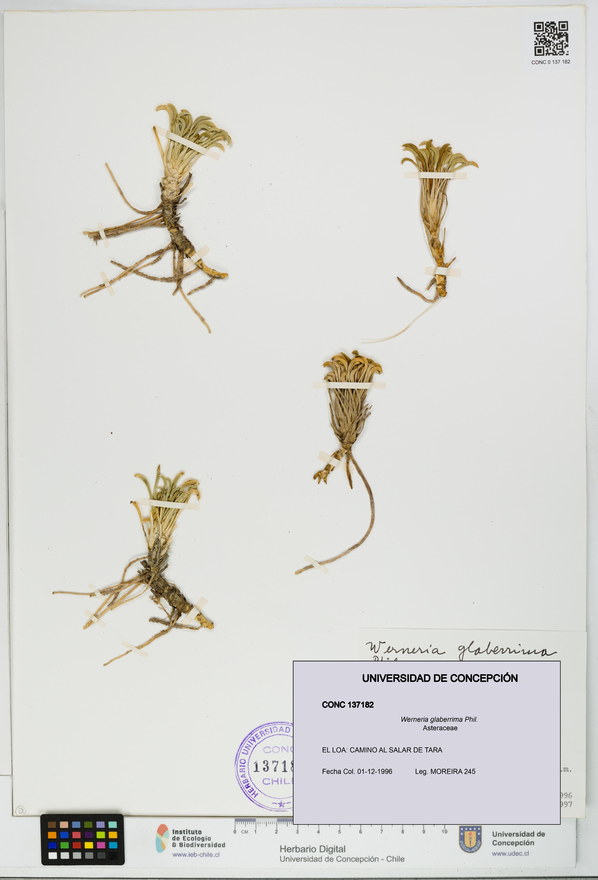 Werneria glaberrima [Espécimen: UDEC:CONC:0137182]