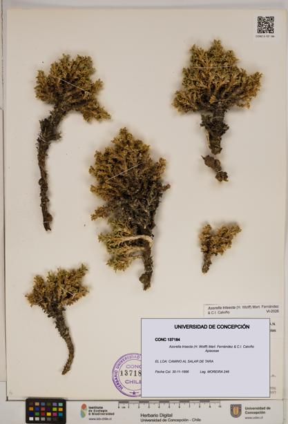 Azorella trisecta [Espécimen: ]