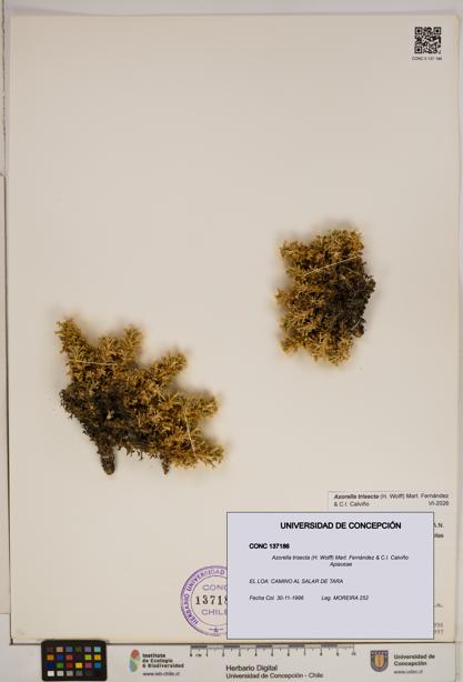 Azorella trisecta [Espécimen: ]