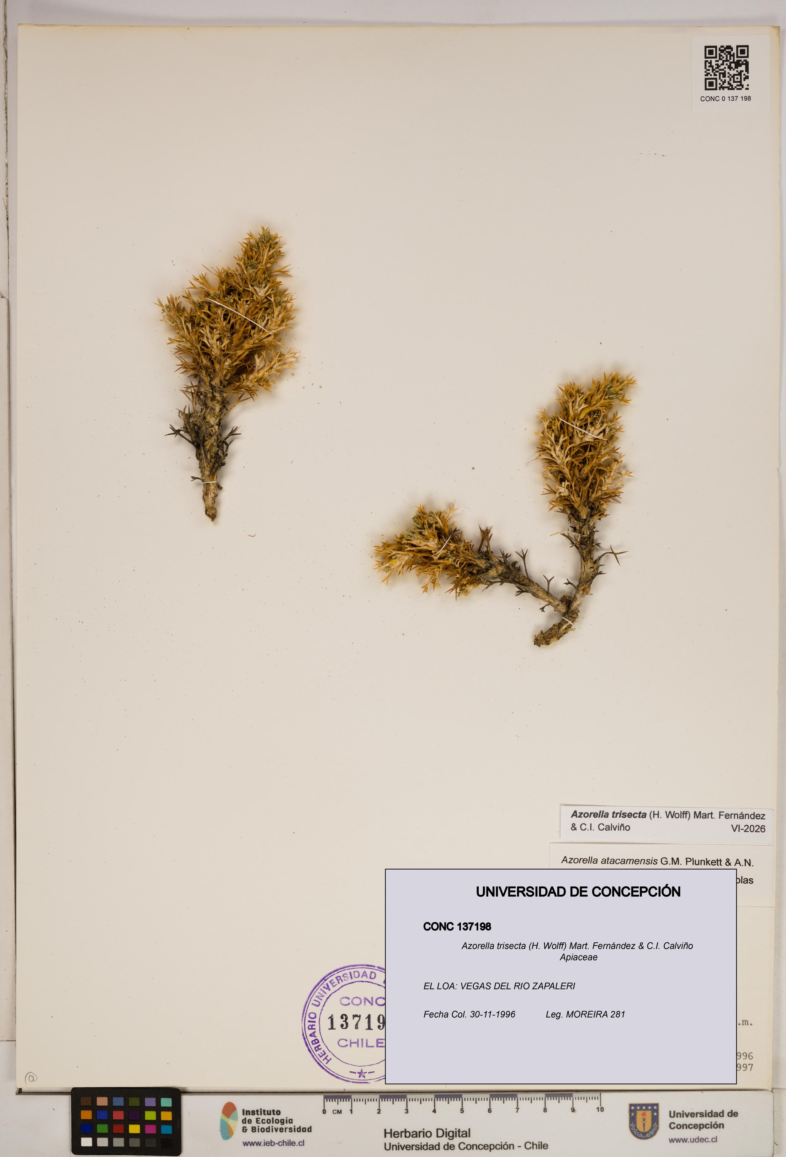 Azorella trisecta [Espécimen: ]