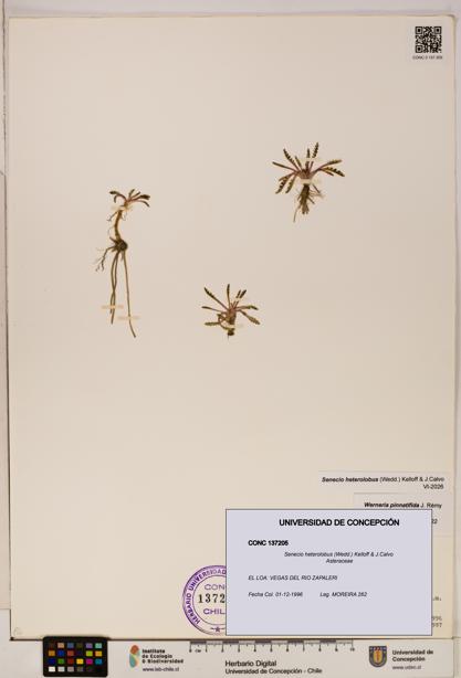 Senecio heterolobus [Espécimen: ]