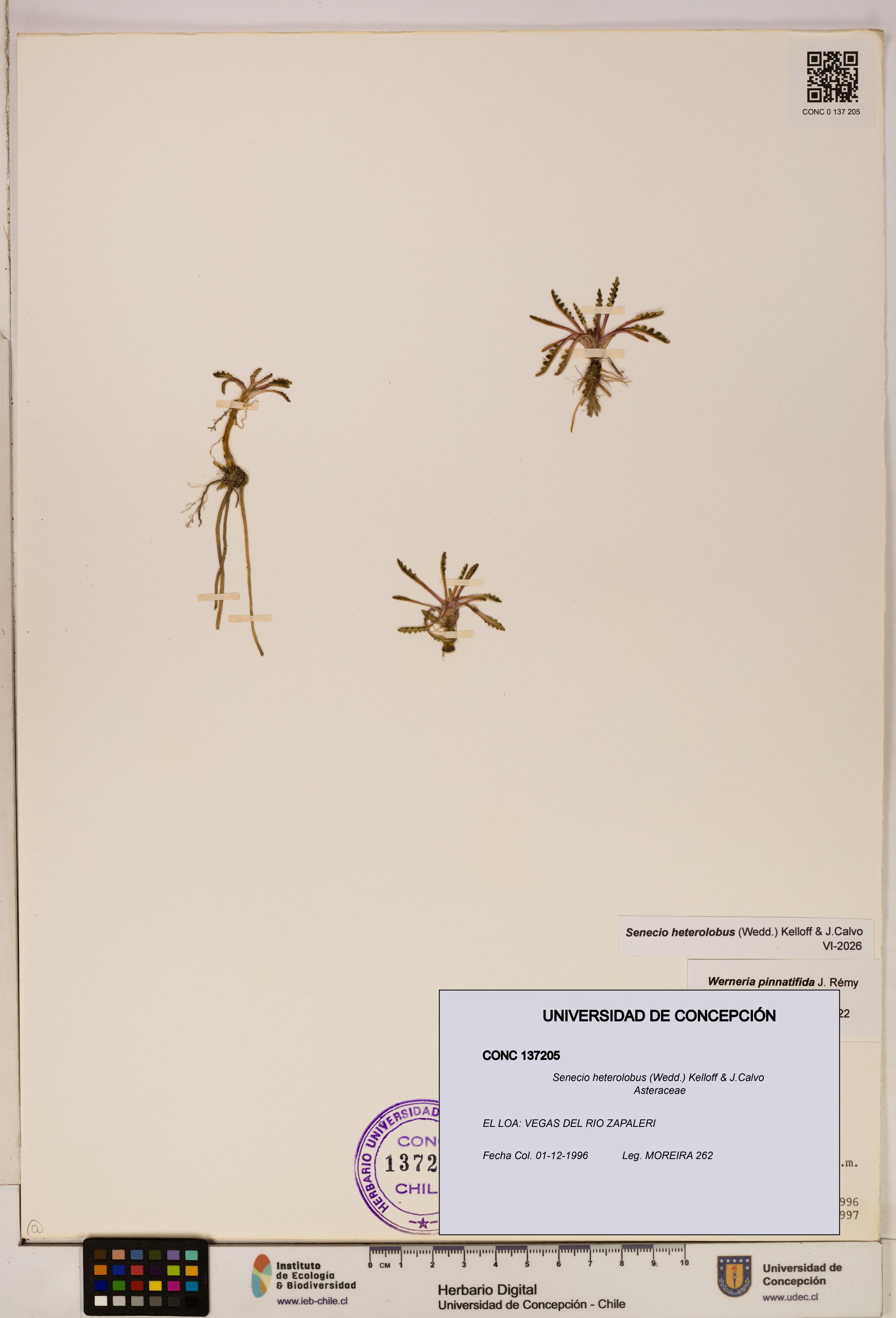 Senecio heterolobus [Espécimen: ]