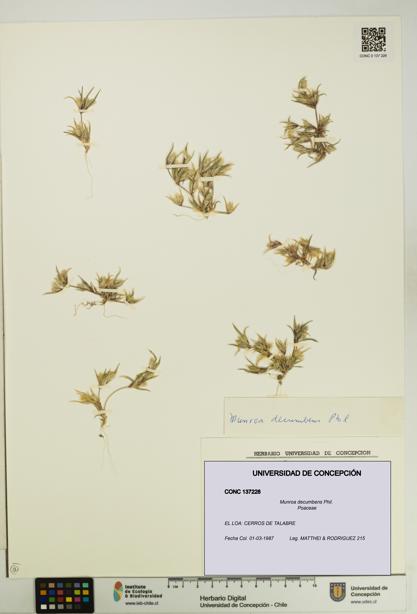 Munroa decumbens [Espécimen: UDEC:CONC:0137228]