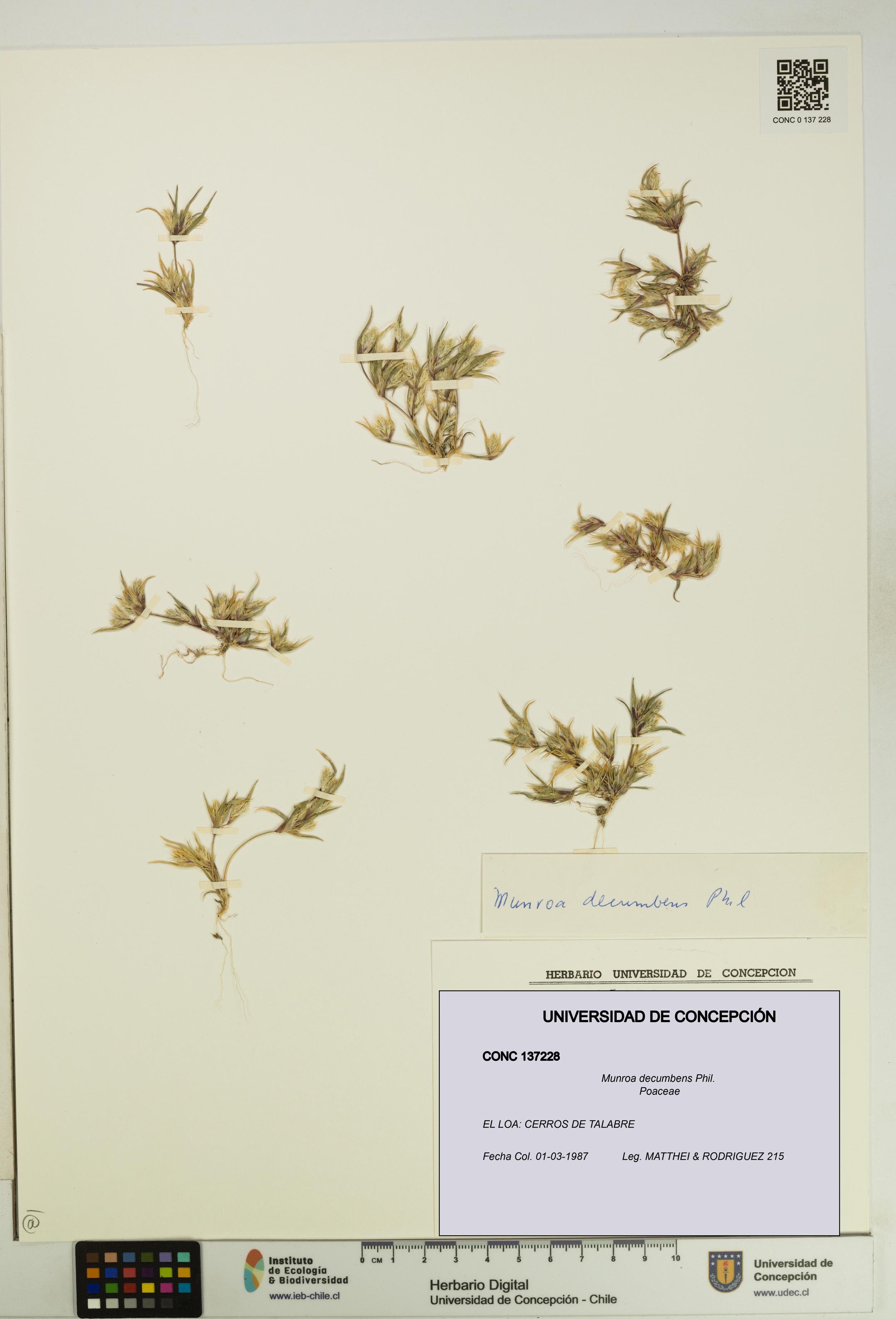 Munroa decumbens [Espécimen: UDEC:CONC:0137228]