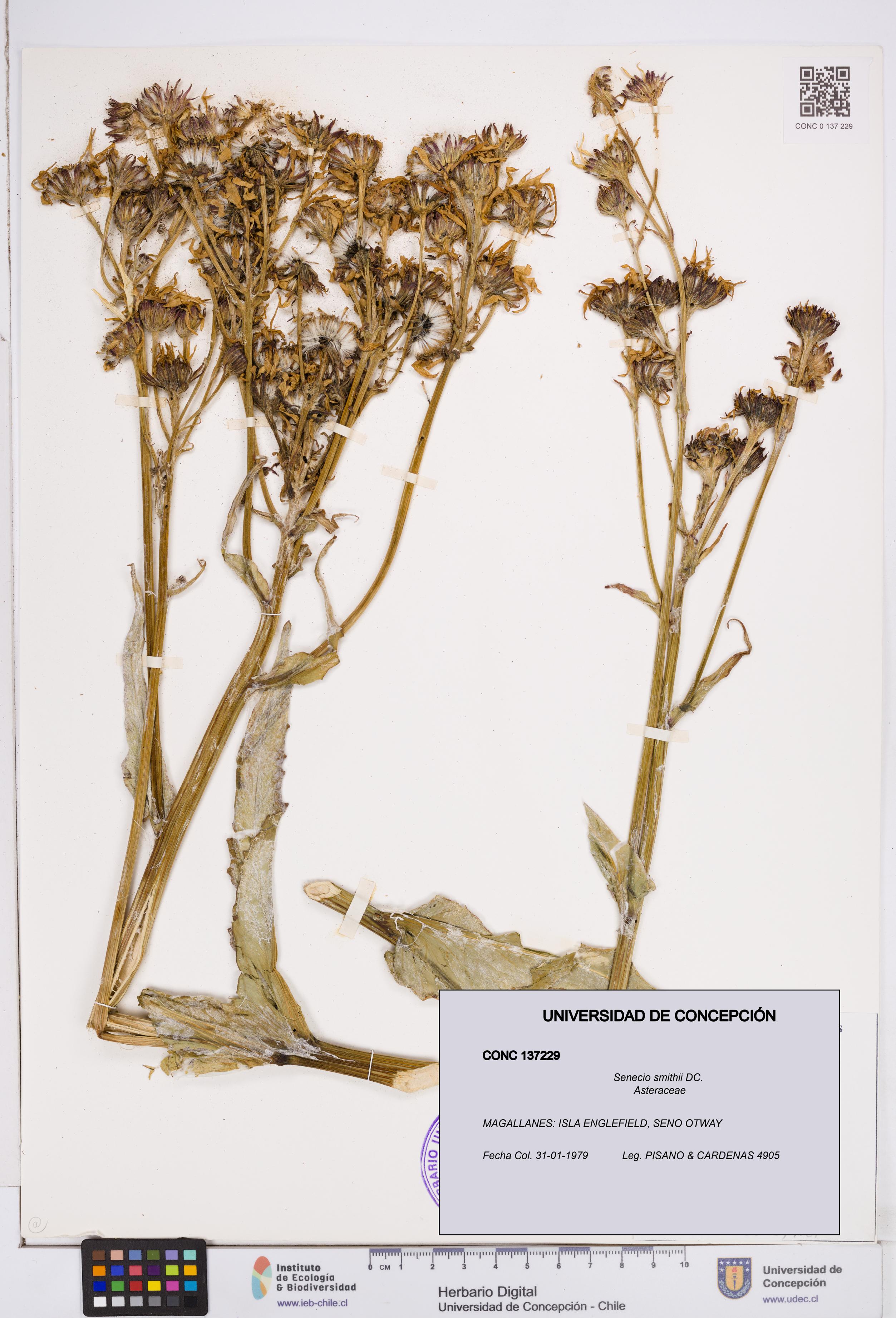 Senecio smithii [Espécimen: ]