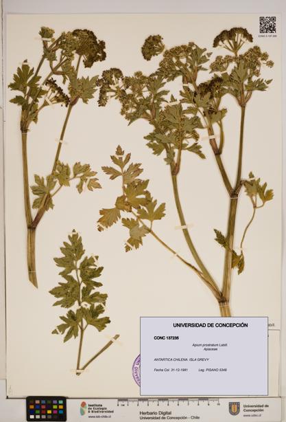 Apium prostratum [Espécimen: ]