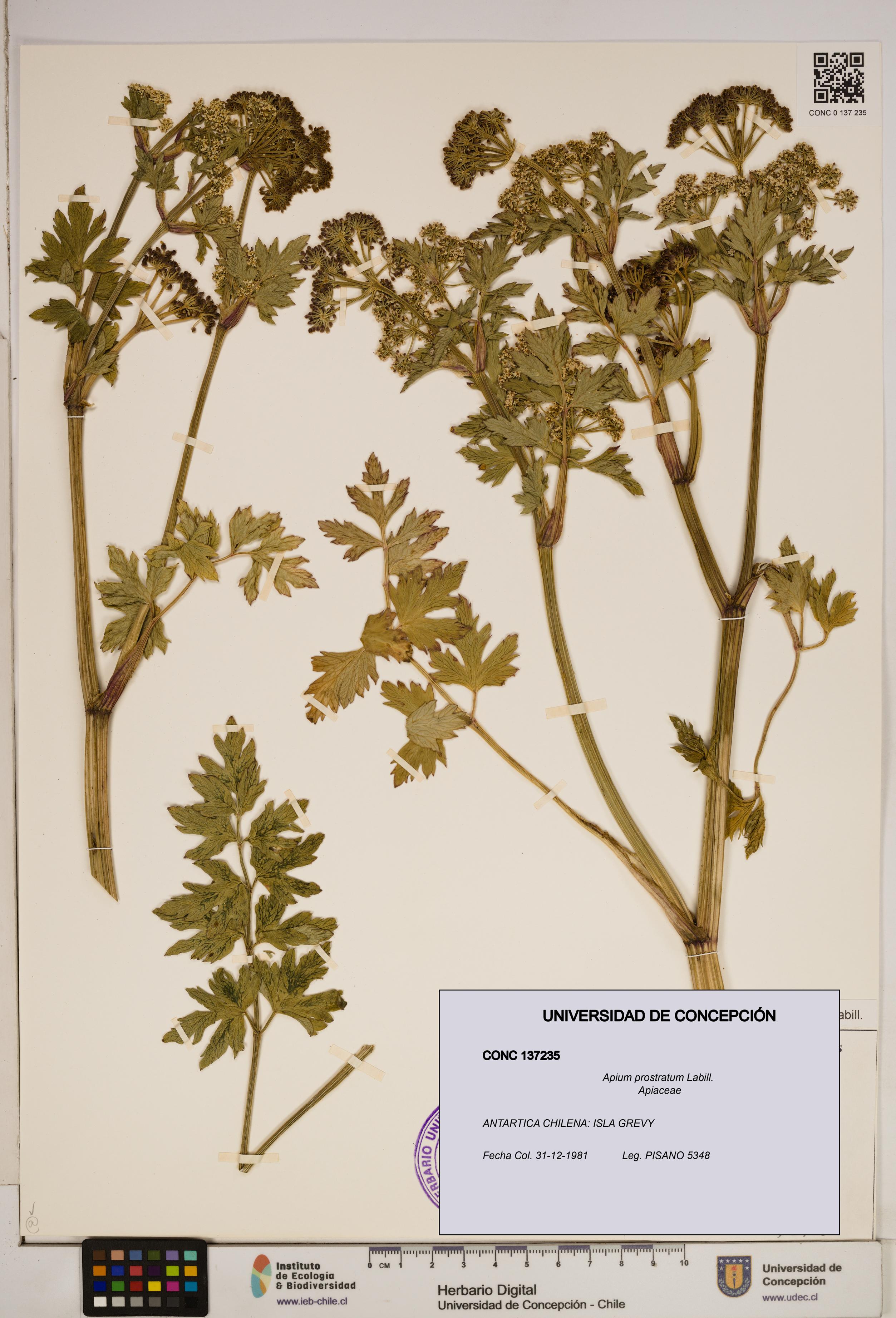 Apium prostratum [Espécimen: ]