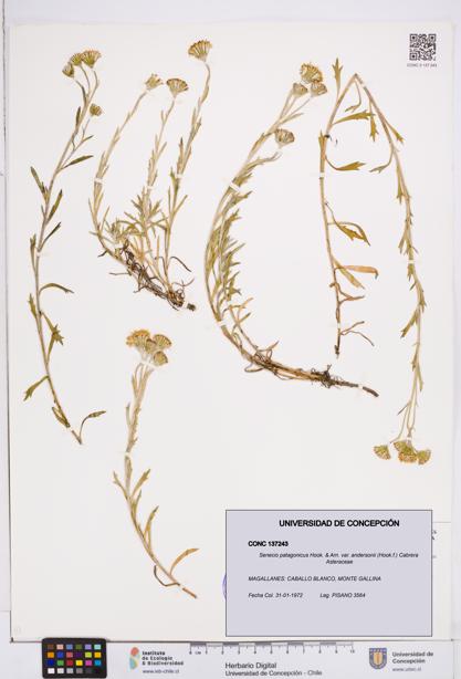 Senecio patagonicus var. andersonii [Espécimen: ]