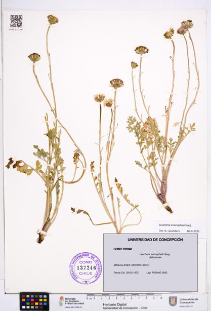 Leucheria eriocephala [Espécimen: ]