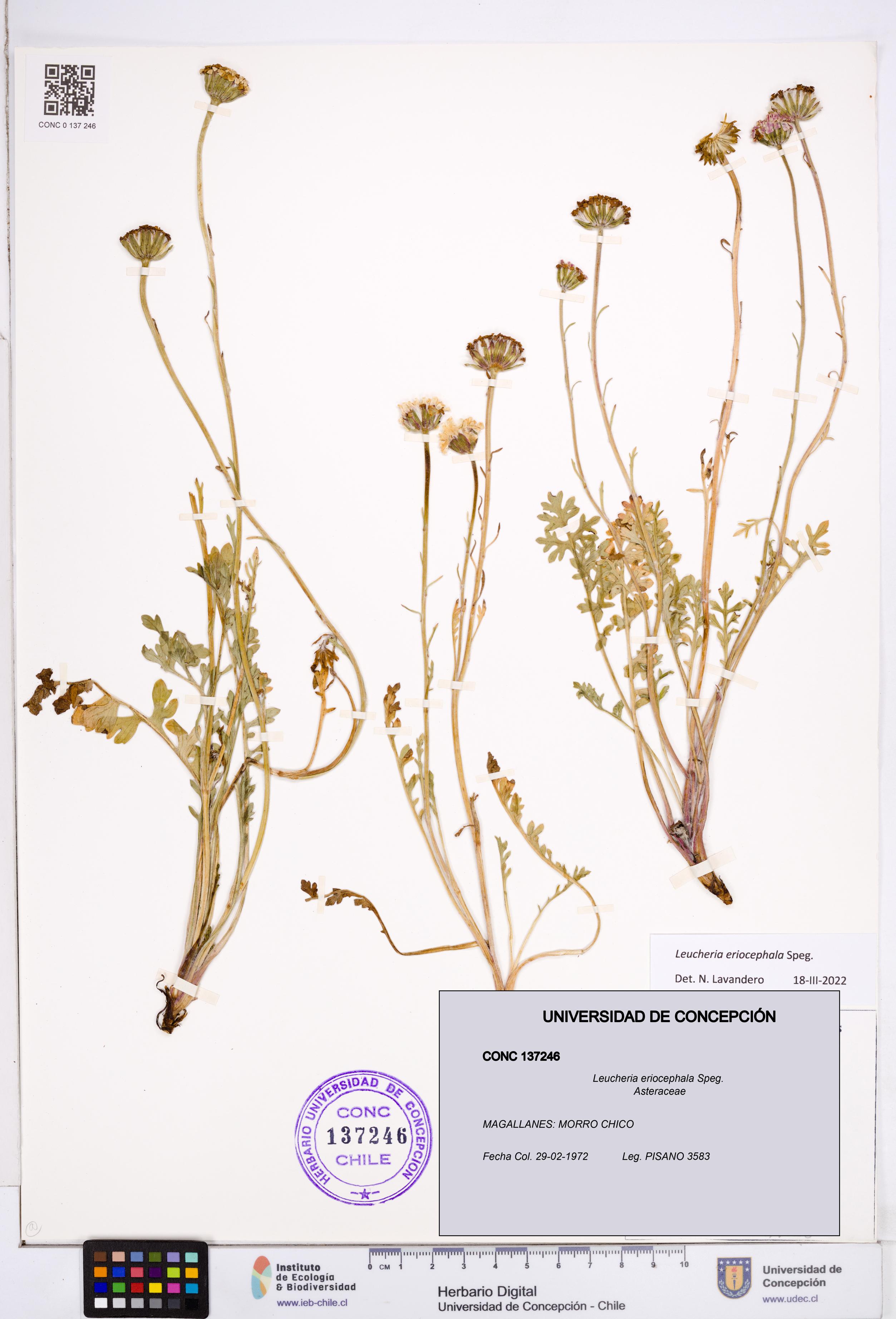 Leucheria eriocephala [Espécimen: ]
