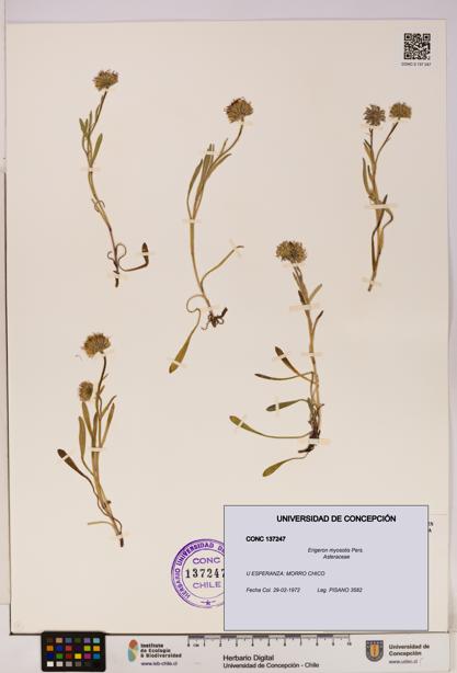 Erigeron myosotis [Espécimen: UDEC:CONC:0137247]