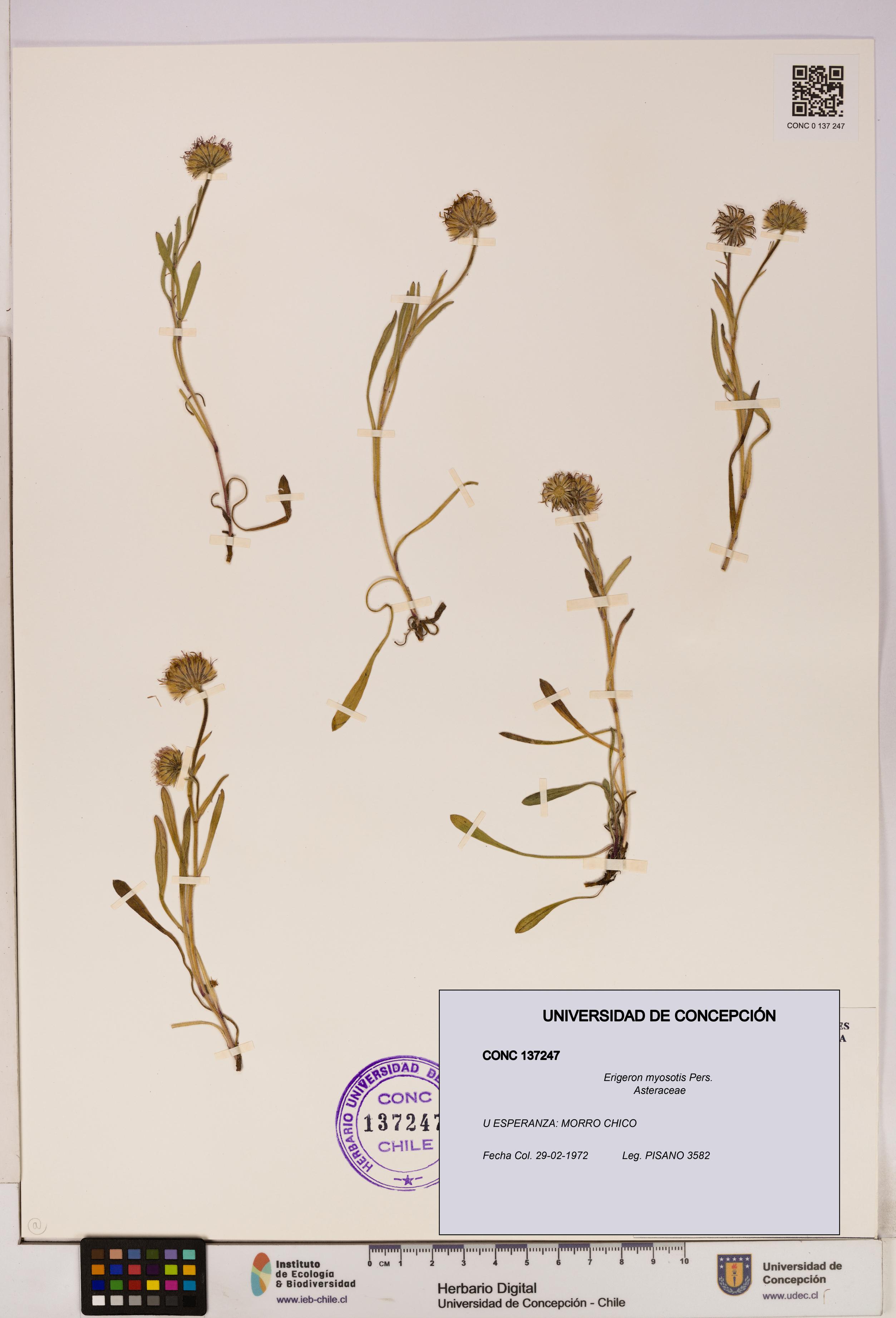 Erigeron myosotis [Espécimen: UDEC:CONC:0137247]