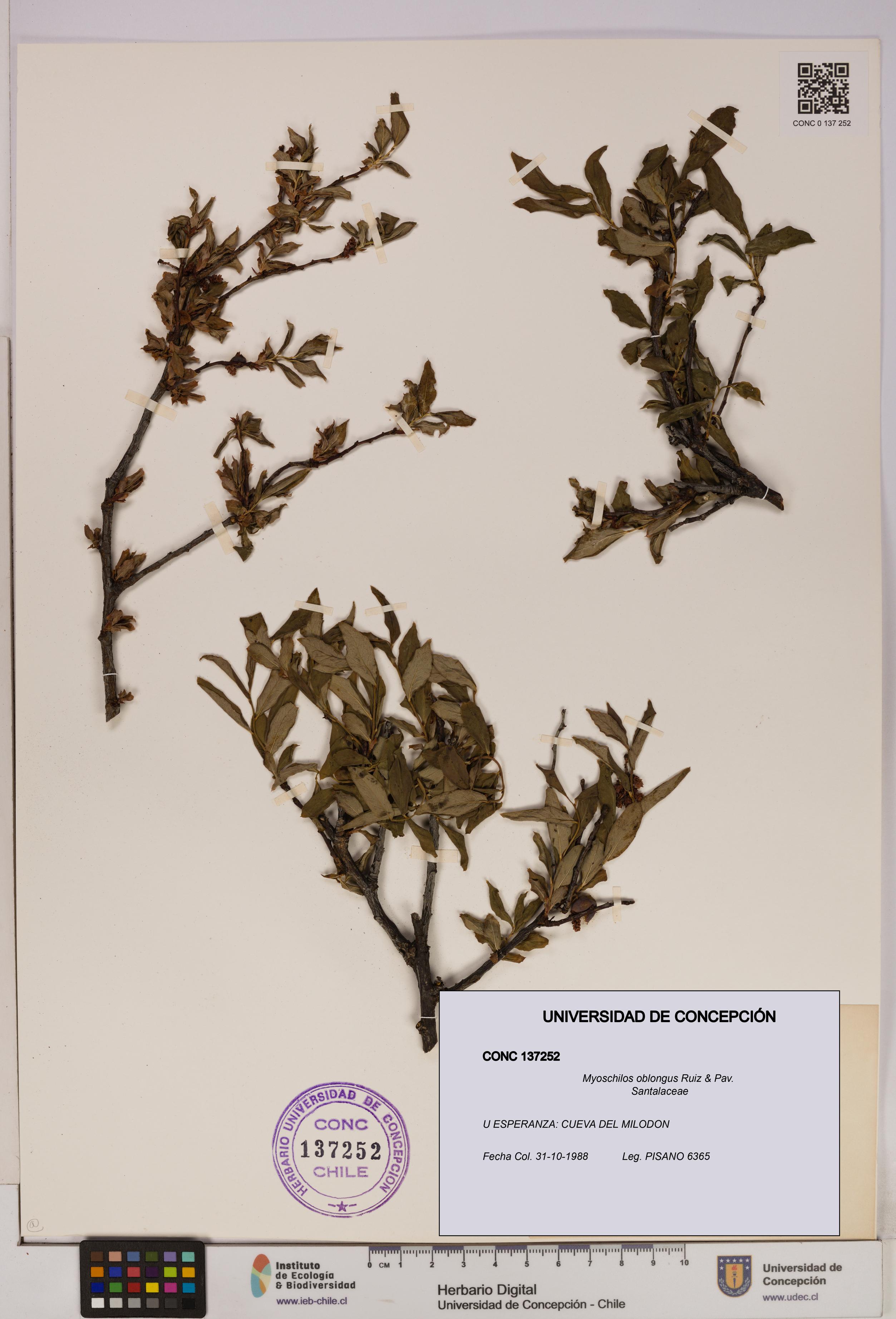 Myoschilos oblongus [Espécimen: UDEC:CONC:0137252]