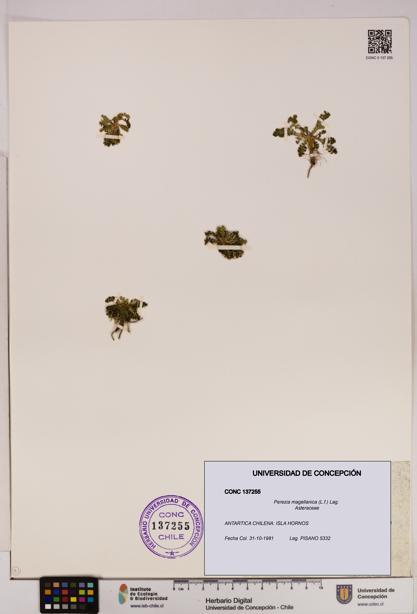 Perezia magellanica [Espécimen: UDEC:CONC:0137255]