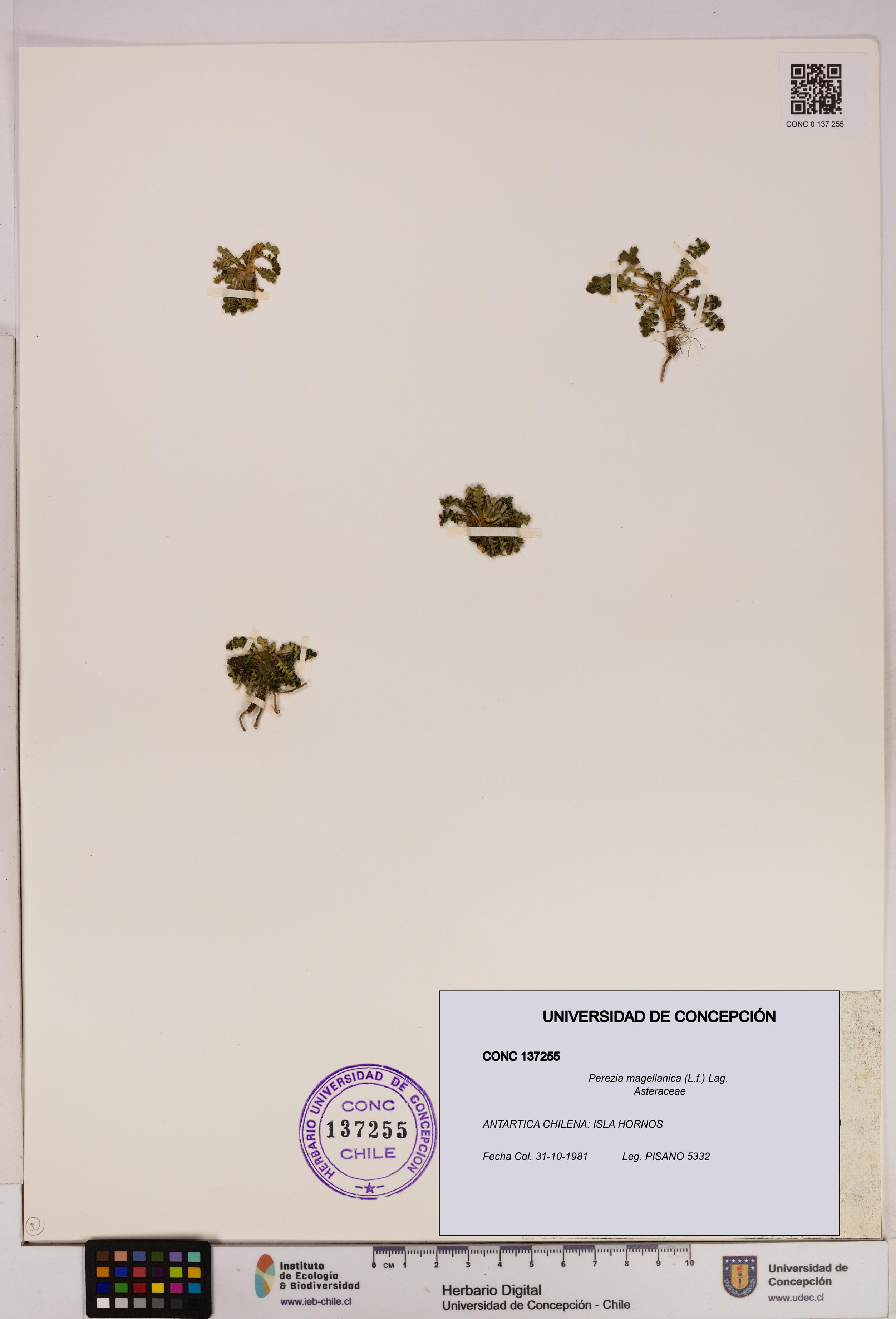 Perezia magellanica [Espécimen: UDEC:CONC:0137255]