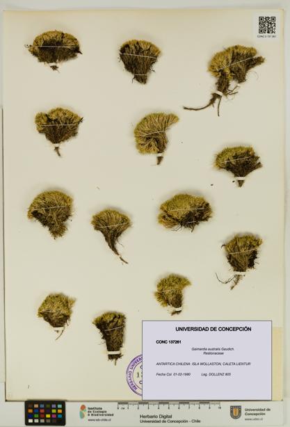 Gaimardia australis [Espécimen: UDEC:CONC:0137261]