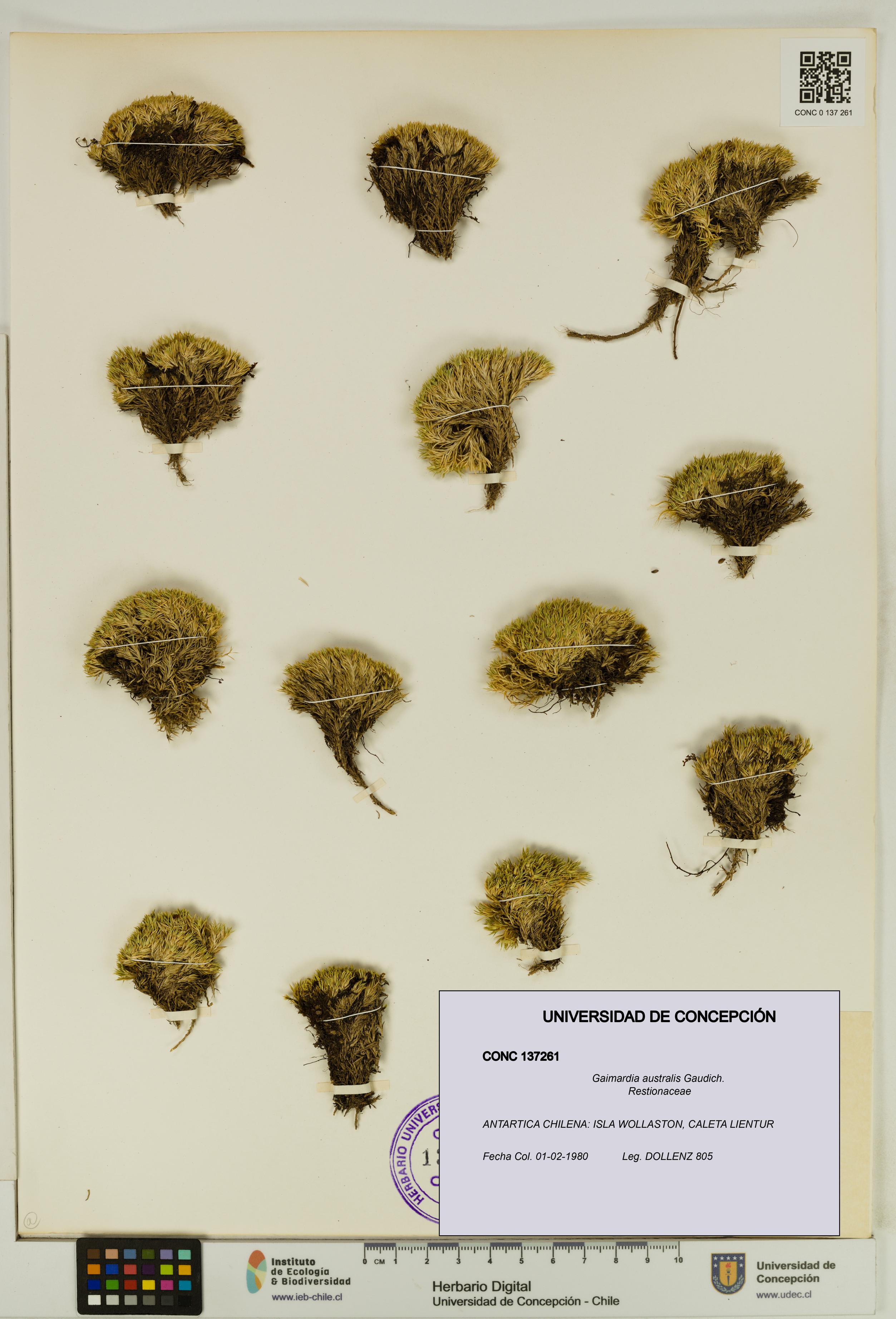 Gaimardia australis [Espécimen: UDEC:CONC:0137261]