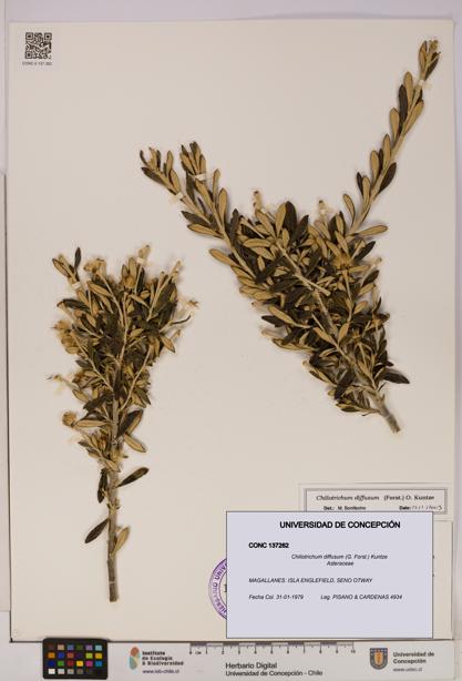 Chiliotrichum diffusum [Espécimen: UDEC:CONC:0137262]